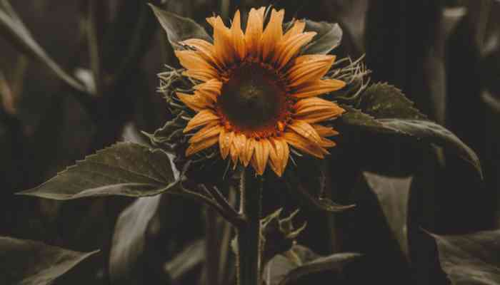 Comment Conserver Les Fleurs de Tournesol