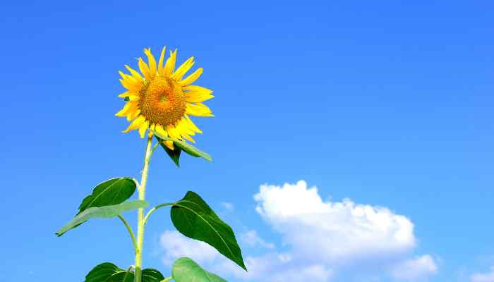 Comment Dessiner Une Fleur de Tournesol