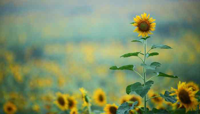 Comment Faire Sécher des Fleurs de Tournesol