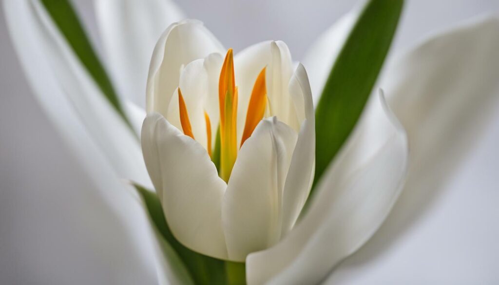Entretien après la floraison Tulipe Blanc