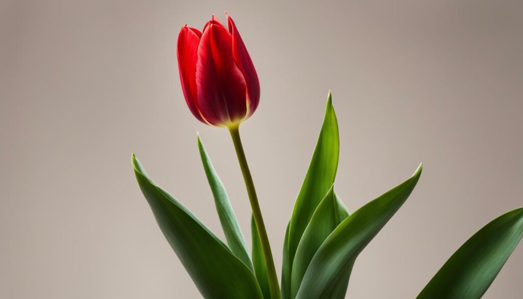 Hollande Tulipe