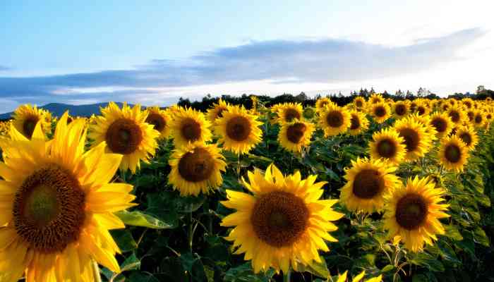 Quand Couper Les Fleurs de Tournesol