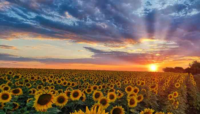 Quand Cueillir Les Graines de Tournesol