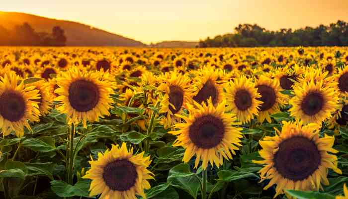 Quand Fleurissent Les Tournesols