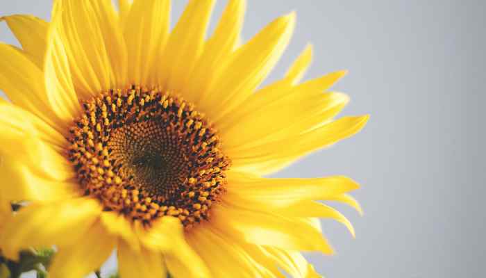 Quand Planter Des Tournesols