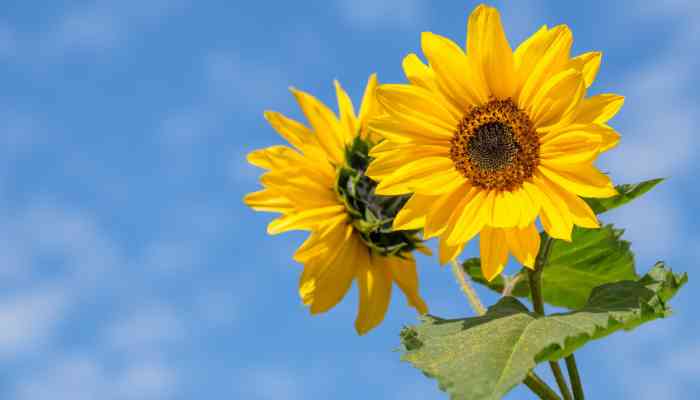 Quand Planter Les Graines de Tournesol en Pleine Terre