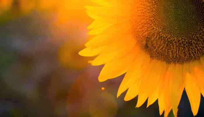 Quand Planter Tournesol en Pleine Terre