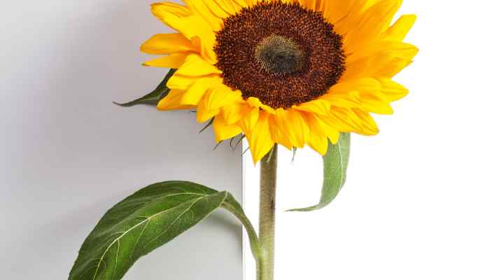 Quand Recolter Les Graines de Tournesol