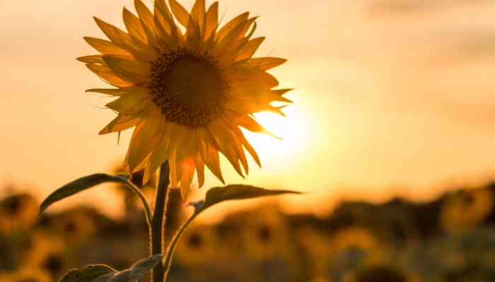 Quand Semer Des Tournesols