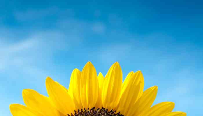 Quand Semer Les Tournesols Géants