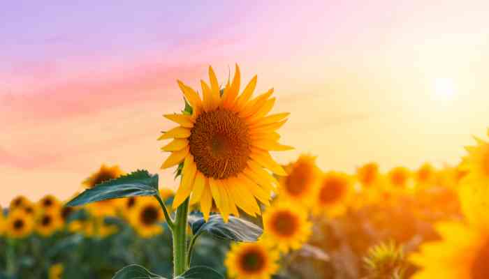 Quand Semer Les Tournesols en Pleine Terre