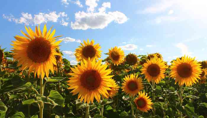 Quand Semer Tournesol en Godet