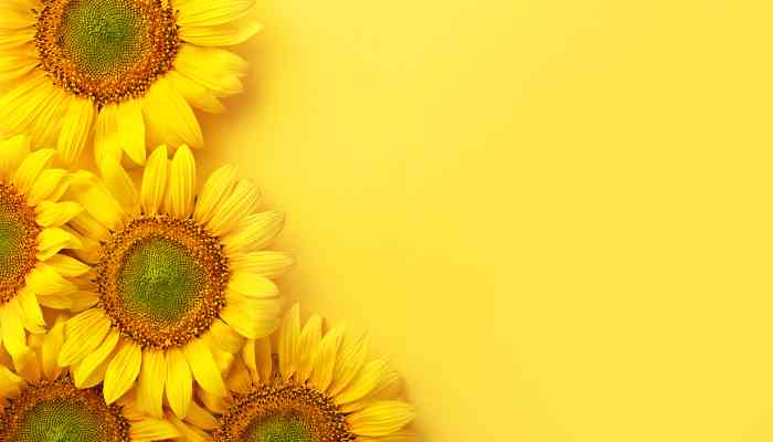 Que Faire Avec Des Fleurs de Tournesol