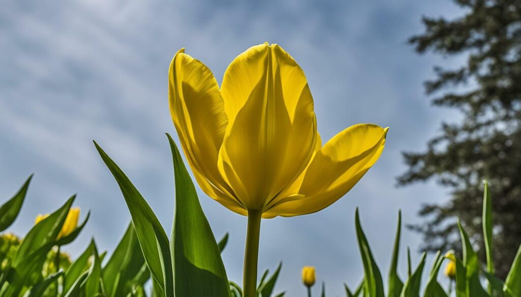 Symbolisme de la tulipe jaune