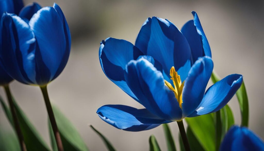 Tulipe Bleu Aimable