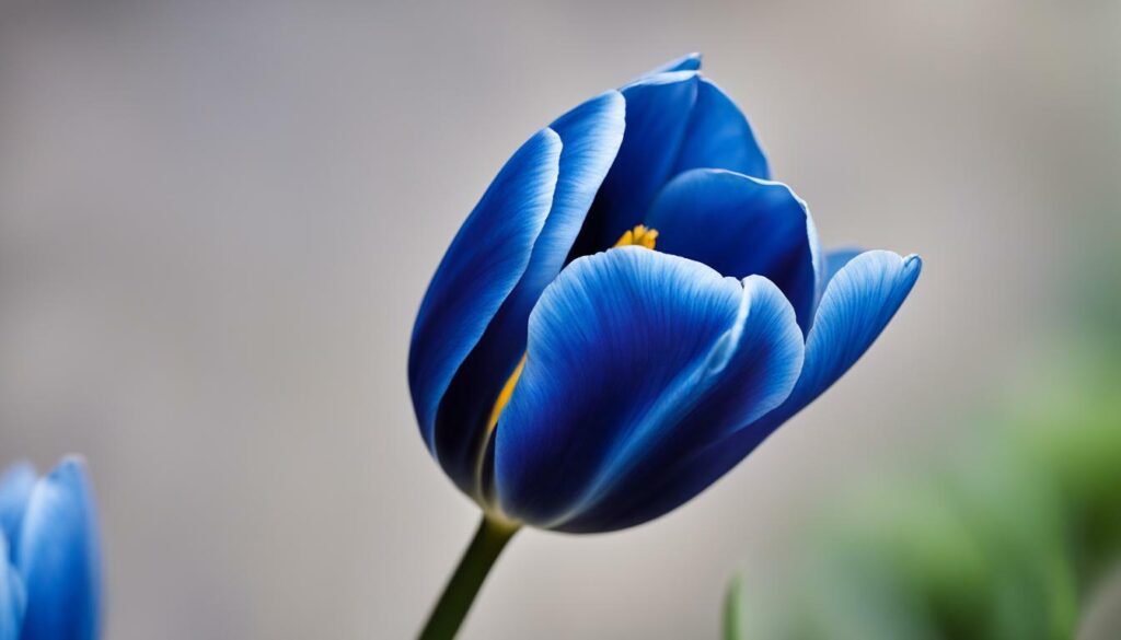 Tulipe Bleu Aimable