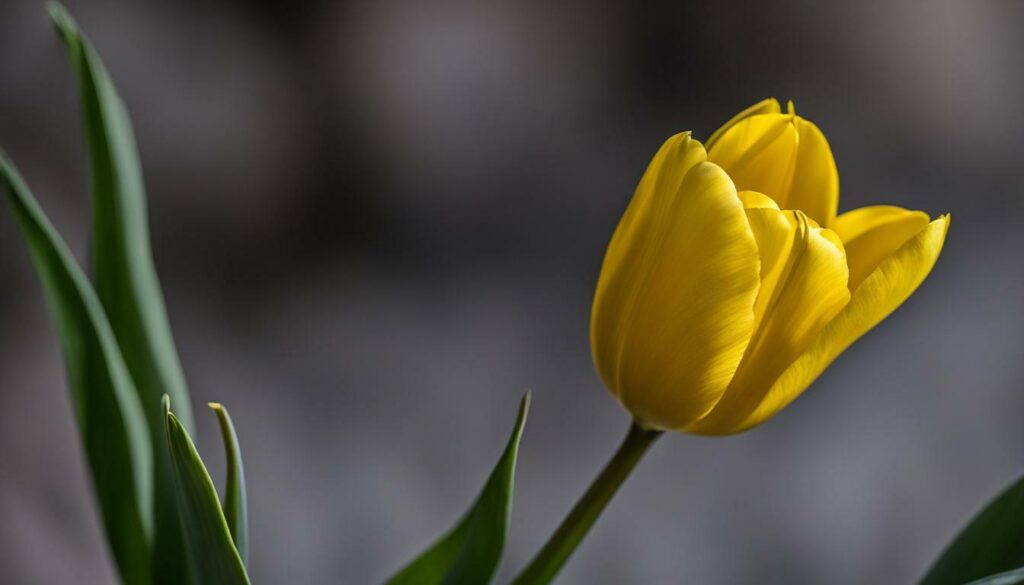 Tulipe Jaune