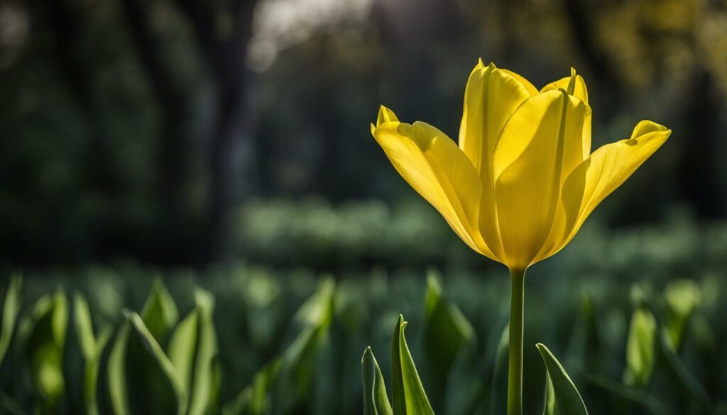 Tulipe Jonquieres