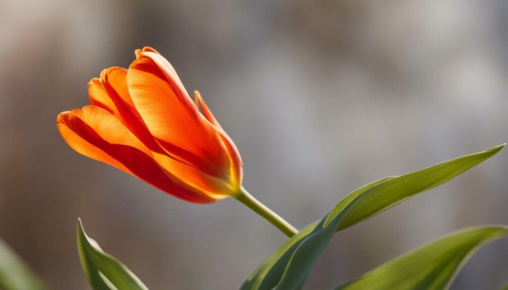 Tulipe Orange