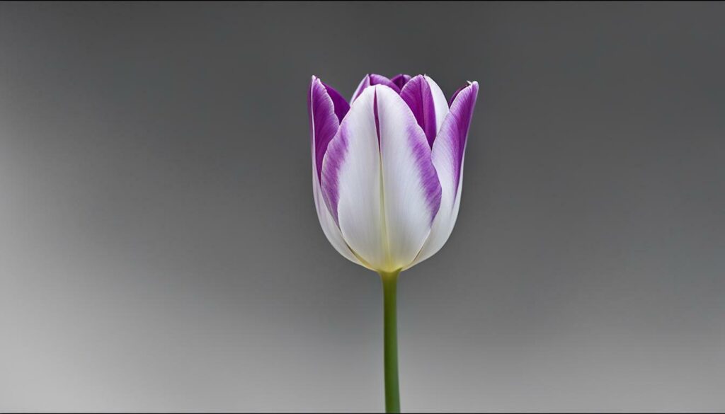 Tulipe Violette