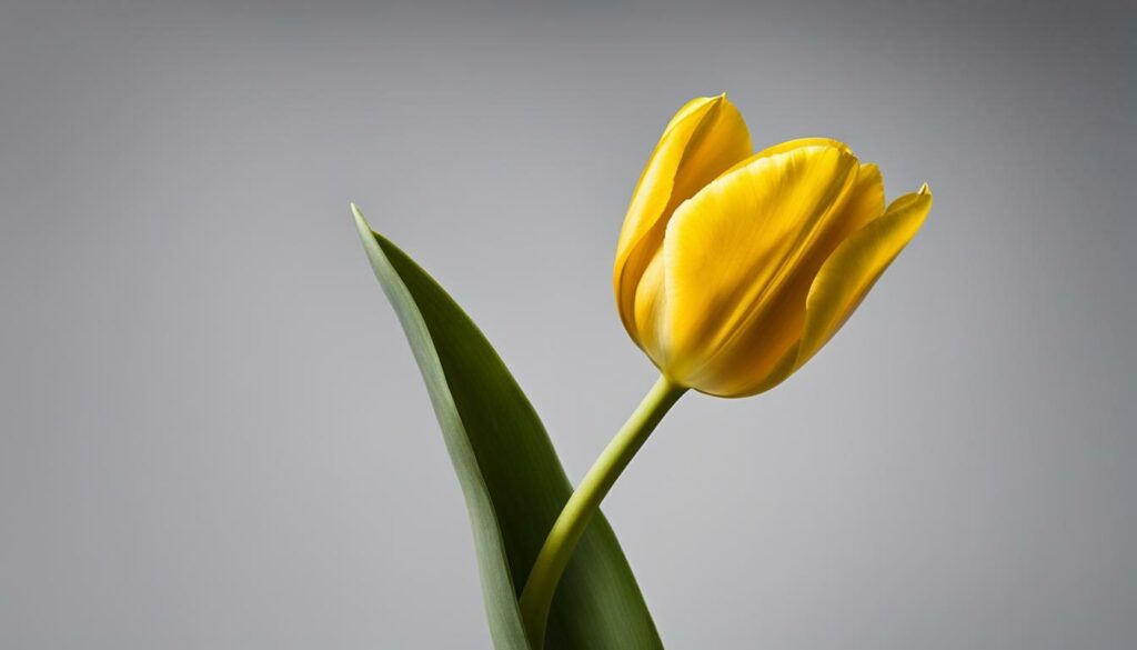Tulipes jaunes