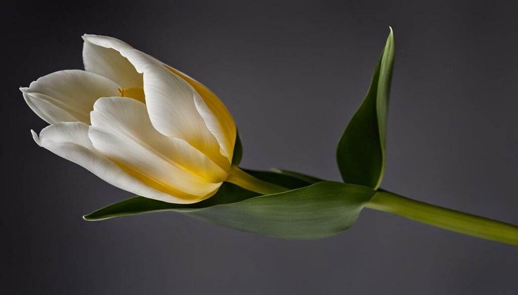 symbole de la tulipe