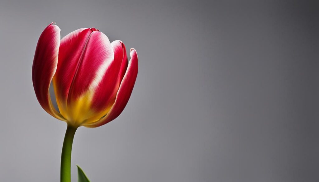 symbolique de la tulipe