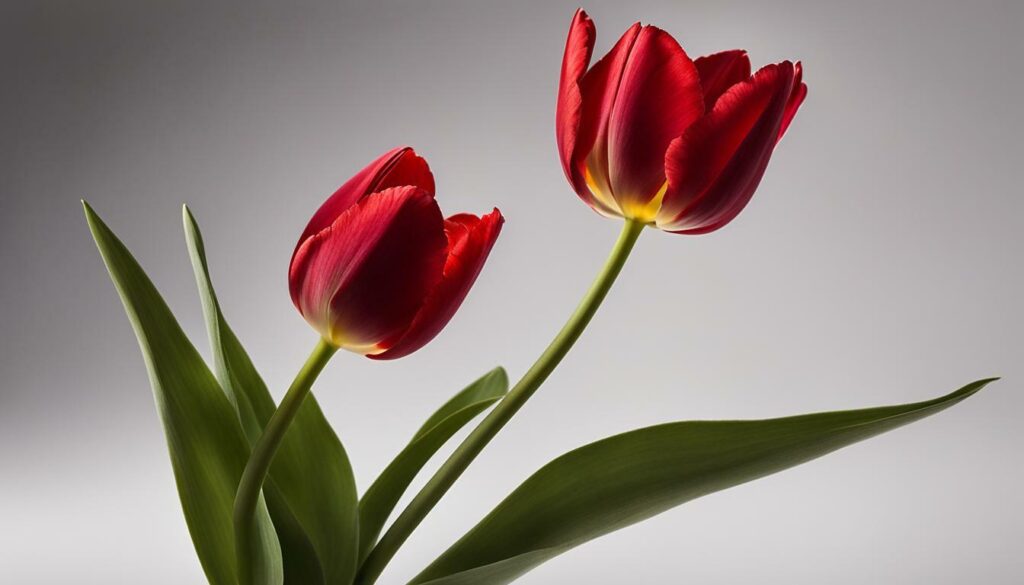 tulipe rouge